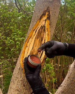 344K views · 332 reactions | Fruit Tree Wound Cure  | Magic Hands Creations | Facebook