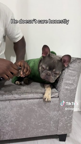 French Bulldog Behaviors and Characteristics