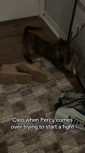 They do this at least once a day and please don’t feel bad for Cleo she will egg Percy on and act like the victim and yell 😂she’s okay 🥺🩵