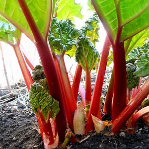 Perennial 50 Rhubarb Victoria Seeds Organic - Etsy