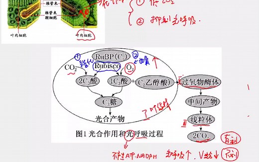 高考生物高频考点～光合作用拓展～C3、C4、CAM途径以及光呼吸
