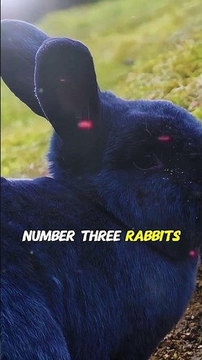 Top 5 Rabbit Behaviors Most People Don’t Know 🐰Rabbit Facts #pet rabbit care#bunny