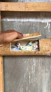 Check again🦜 | Oji TV