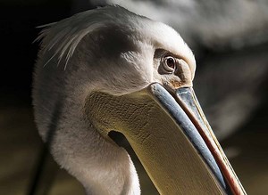 Pelican Spiritual Meaning: Discover The Symbolic Spirit Animal