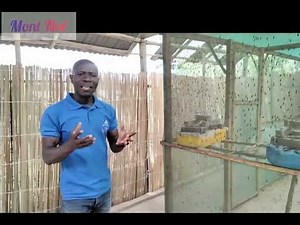 Découvrez 04 étapes pour produire facilement les asticots de Mouches Soldats Noirs à Mont Noé/Bénin
