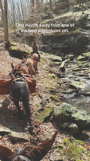 We have had such an incredible response. Thank you to all! It’s looking like we are going to have one epic sale. 𝐏𝐋𝐄𝐀𝐒𝐄 𝐒𝐇𝐀𝐑𝐄 & 𝐓𝐀𝐆 𝐀 𝐅𝐑𝐈𝐄𝐍𝐃 1 month away!!! From the same Southeast Missouri soil where my ancestors traded mules in the 1930s, we bring you a sale built on history, heart, heritage, and honesty. >> Milam Mules Select Mule Sale