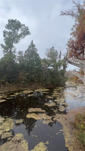 Come have FUN with us at Magnolia Plantation & Gardens! Stroll around our Audubon Swamp Garden and enjoy this beautiful December weather. Looking for birds? Keep your eyes peeled for these commonly sighted species: 1. Blue Heron 2. White Ibis 3. Wood Duck 4. Red Shouldered Hawk Be sure to tag us during your upcoming visit for a chance to be featured! #magnoliamoments | Magnolia Plantation and Gardens