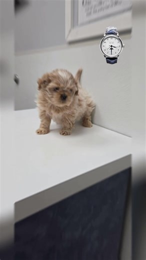 The Watches went to the vet yesterday for vaccines and gremlin beds. They got a great report card. www.dallasdog.org/adopt Omega is spoken for | Annie Housel