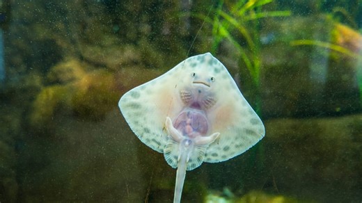 How Do Stingrays Give Birth?