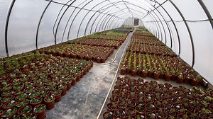 6 local Fort Collins nursery and garden centers to try this summer