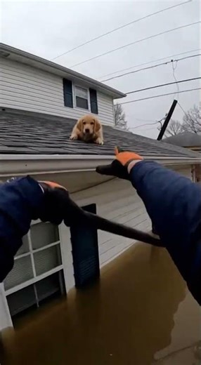 🌊Animals to the Rescue! #FloodHelp #SurvivalHeroes