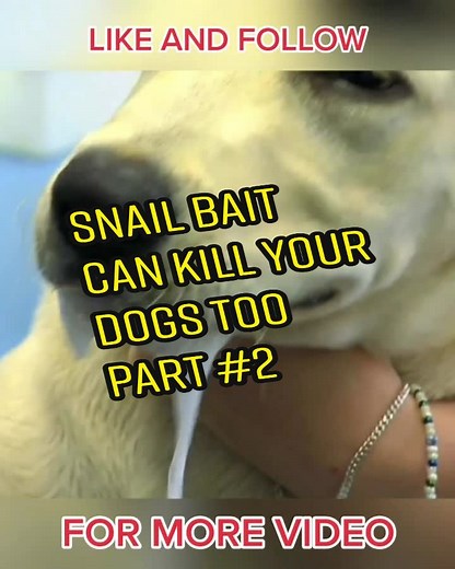 MotsieBells على TikTok