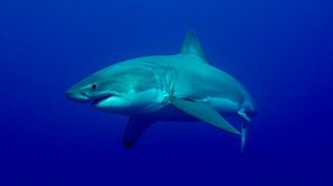 Sharks and seals: Here's what you need to know about the animals off Cape Cod