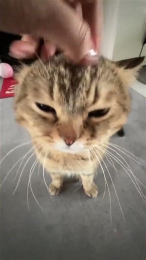 Unveiling the Tabby Mystery: A Cat Showdown