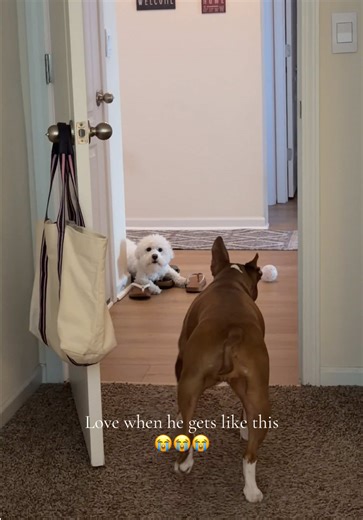 Bichon Frisé's Playful Spins in the Evening