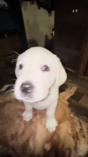 Lab puppy kiss#happylabfamily ##labradorretriever #happydog #dogsoftiktok