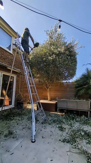 Olive tree reshape #gardener #garden #gardening #transformation #trees #topiary #oddlysatisfying | Gary Hall Garden Services