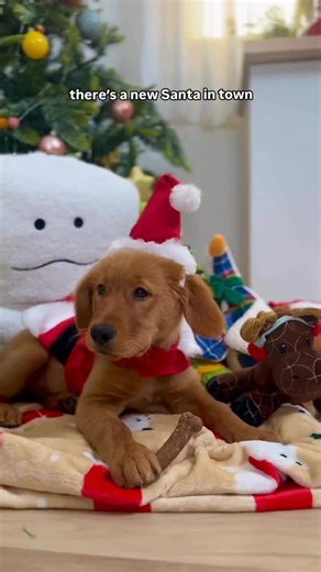 Petco on Instagram: "Step aside Clause. Santa Paws is here to sleigh 💅🎅 Take 30% OFF all toys and outfits* *Excludes KONG and Carhartt. Valid through 12/11/25."