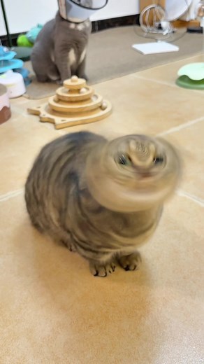 Helicopter Cat Memes: Adorable Munchkin Cats