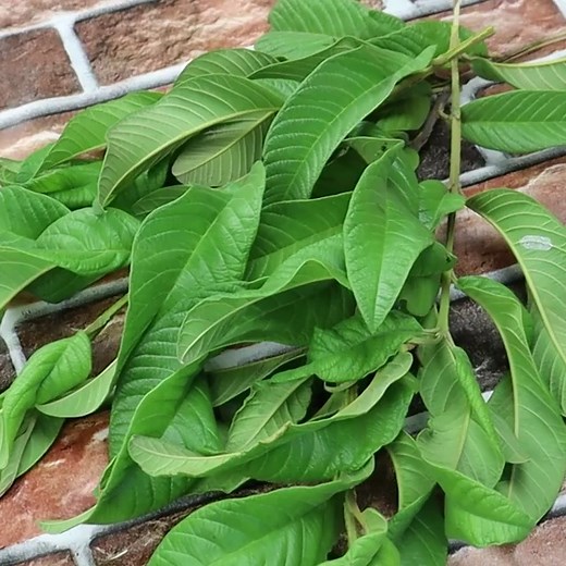 388K views · 8.3K reactions | Natural HEALING using GUAVA leaf | Home Recipes | Facebook