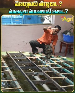 260K views · 786 reactions | Pearl Farming Business Plan. Muthyalu...