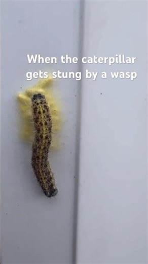 This caterpillar has been stung by a wasp . Death is inevitable