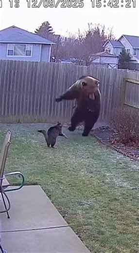 Security Cam: Cat Scares Off a Full-Size Bear 😳🐱🐻