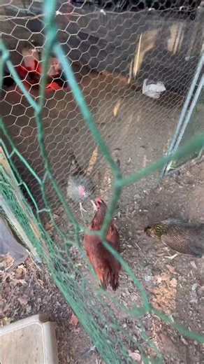 Young cuckoo maran rooster