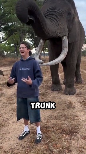 74K views · 1.3K reactions | Amazing animal behavior 殺殺 | Animal Trends | Facebook