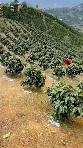 Young Coffee Plants = Extra work to maintain them #agro #agriculturalengineering #automobile #agr...