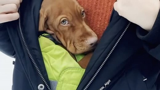 44K views · 1.2K reactions | Algot, the puppy, preciously hangs out inside its owner's jacket. How cute is that? | Rumble | Facebook