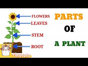 Parts of a Plant for Kids | Fun & Easy Learning with Cool Animations! Learn with Tinytots