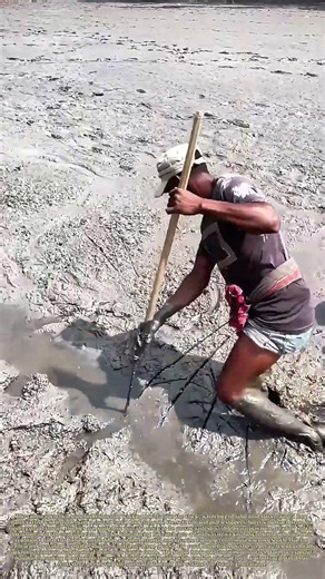 Probing Mud Flats: How a Handcrafted Hook Pole Harvests Burrowing Loaches From Coastal Tidal Silt