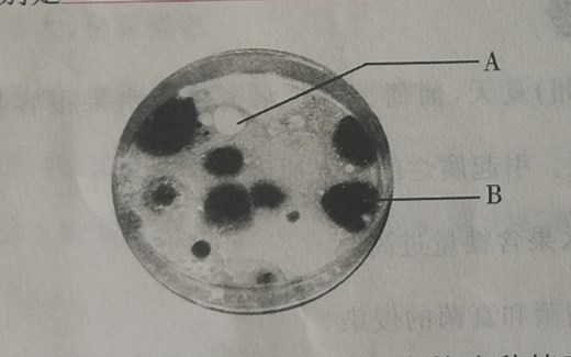 如何区分细菌 真菌 菌落\u002F\u002F酵母菌 分解 葡萄糖的探究分析（人教版初中生物八年级上册）
