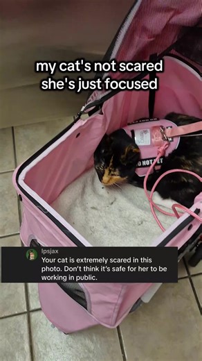 Understanding Your Cat's Behavior: Not Every Gesture Signals Fear