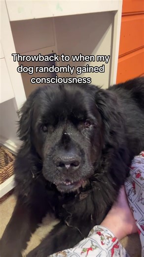 He was panting the whole time before that too #fyp #funny #viral #xyzbca #trending