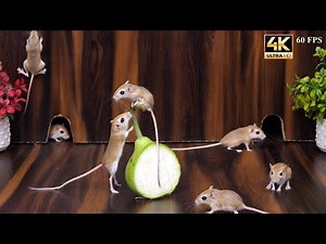 Cat TV Games on Screen: Ultimate Hide & Seek Mouse Chase Fun for Cats to Watch | 4K 60fps