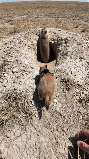 A Camera on a Prairie Dog Reveals the Hidden Burrow World