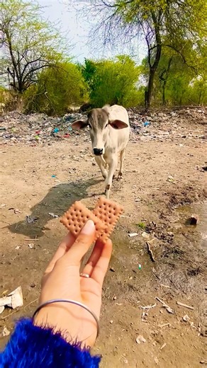 Unlikely friends: a Calf and a Golden Retriever Share Biscuits! 🐶🐮 #shorts #youtubeshorts #calf #dog