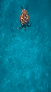 78K views · 1.4K reactions | All About Turtles on Reels | Facebook