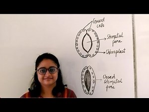 Stomata || Guard cells || Functions || Notes || Diagrams|| Life Processes|| Part 4 ||