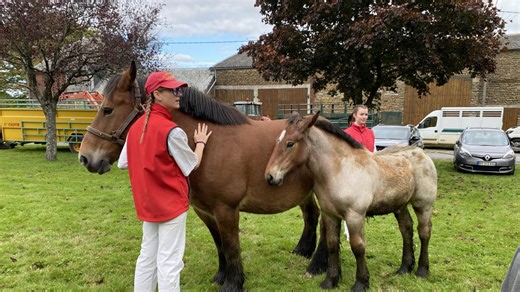 Pour préserver les chevaux de trait ardennais, cette communauté de communes propose une aide à l’élevage