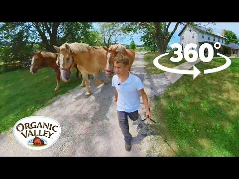 Amish Homestead Tour | 360° Video VR | Organic Valley