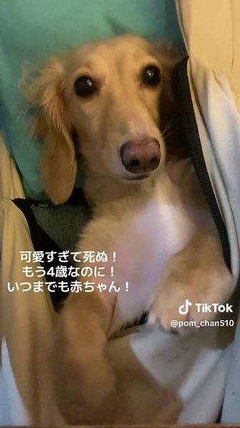 ずーっと抱っこ紐 ずーーっと赤ちゃんでいてね ミニチュアダックス #おすすめ #赤ちゃん