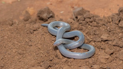 Why Did Snakes Lose Their Limbs?