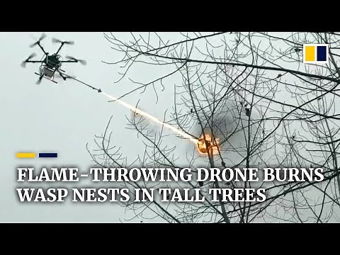 Flame-throwing drone burns wasp nests in tall trees in China
