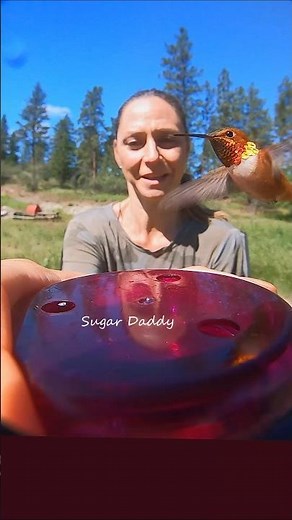 Splendid colorful HUMMINGBIRD handfeeding in slow motion! Rufous4