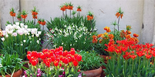 Planting spring bulbs soon? This new sensory collection at Dobbies is for a brilliant cause