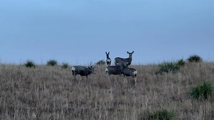 21 reactions | Mule deer | Scott Kuhn | Facebook