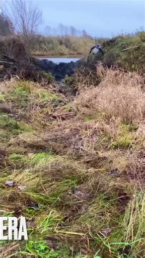 The Moment a Beaver Dam Breaks | Powerful Nature Event
